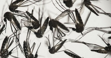 علماء أحياء يجدون طريقة لتجنب لسعة البعوض