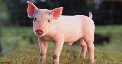 ألمانيا تسمح للصيادين بقتل الخنازير البرية خشية نقلهم عدوى مميتة