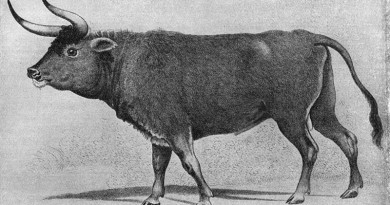 علماء ألمان يسعون لاستعادة حيوان "الأرخص" المنقرض أو نوع يشبهه