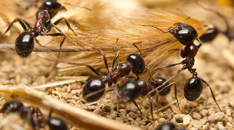 النمل.. مصدر جديد للمضادات الحيوية