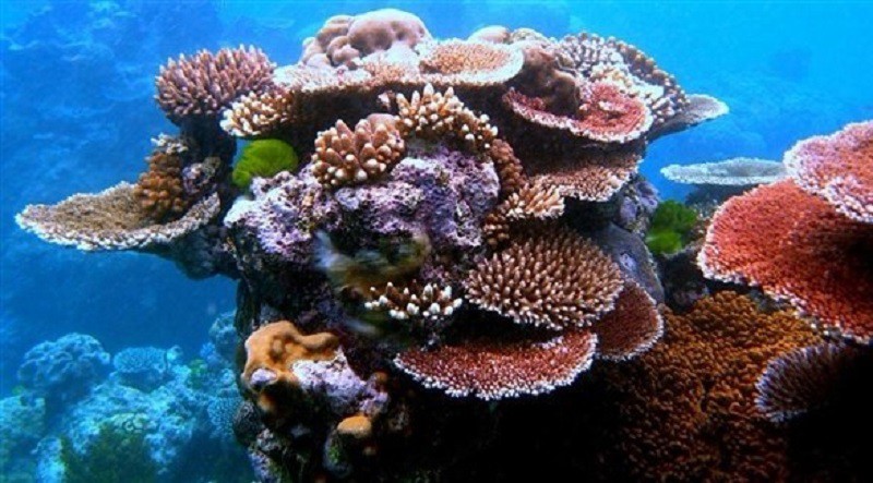 دراسة: زيادة حموضة المحيطات تهدد الشعاب المرجانية بالتحلل