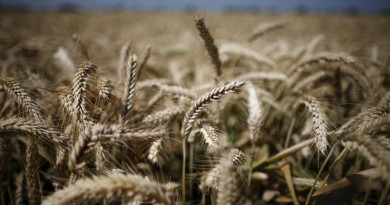 وثيقة: مصر تخفض نسبة البروتين المطلوبة في القمح الروسي والأوكراني والروماني