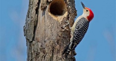 دراسة تبحث أثر نقر جذوع الأشجار على دماغ طائر نقار الخشب