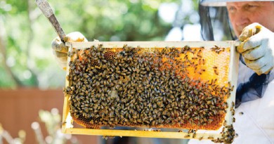 هيئة أوروبية: المبيدات الحشرية تهدد النحل