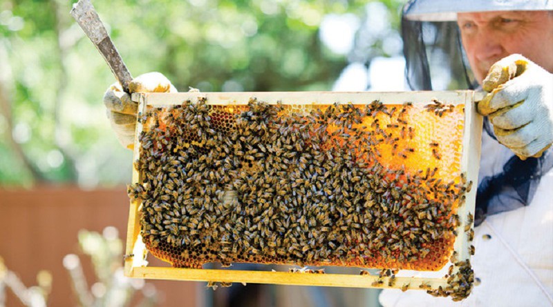 هيئة أوروبية: المبيدات الحشرية تهدد النحل