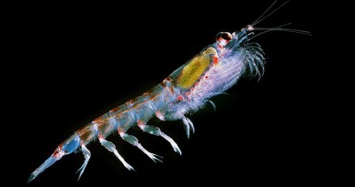 The Curious Life of Krill’ is an ode to an underappreciated crustacean