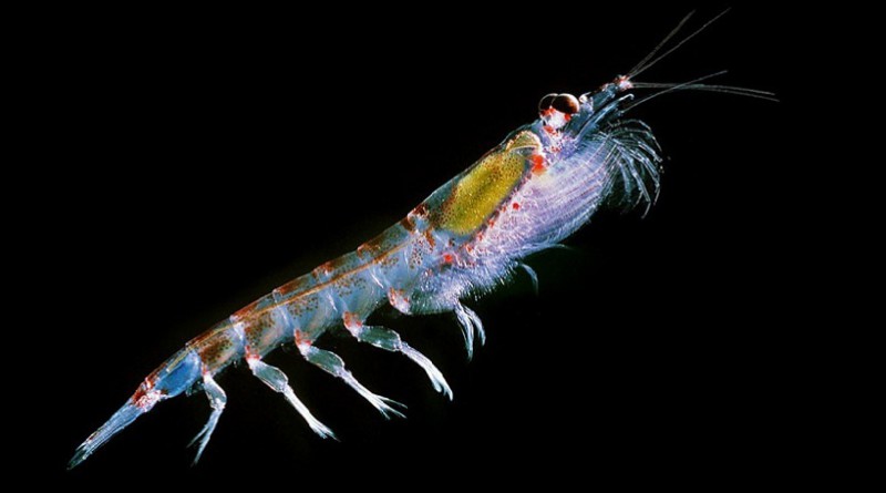 The Curious Life of Krill’ is an ode to an underappreciated crustacean