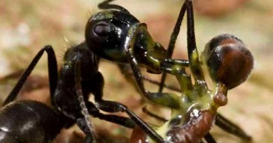 Exploding Ants Kill With Toxic Goo