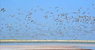 1.5 مليون طائر يحلقون في سماء مصر