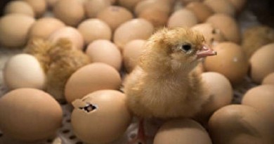 تعرف على "لغز" تفقيس بيض الدجاج!
