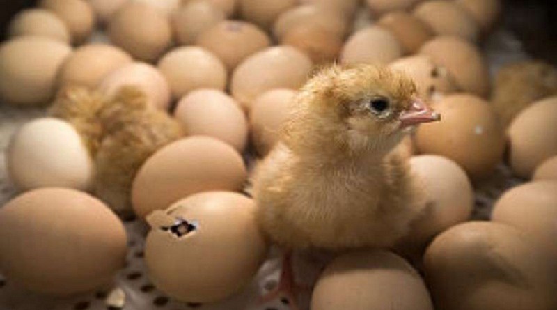 تعرف على "لغز" تفقيس بيض الدجاج!