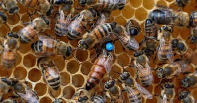 تدهور أعداد النحل وتاثيرة علي مستقبلنا الغذائي