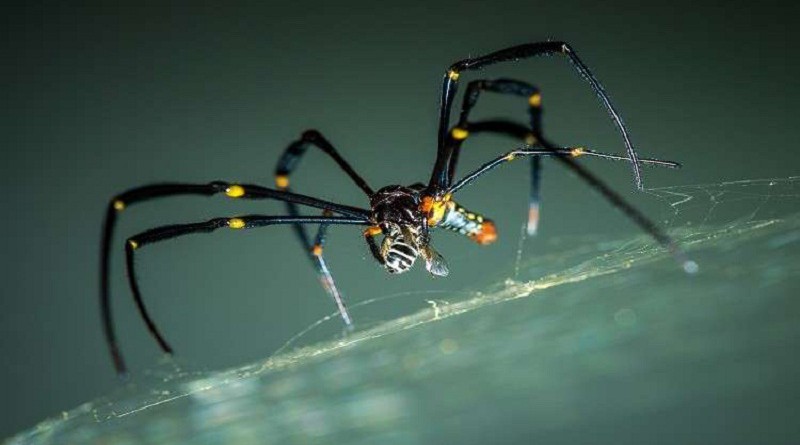 اكتشاف عنكبوت "شفاف" ومرعب