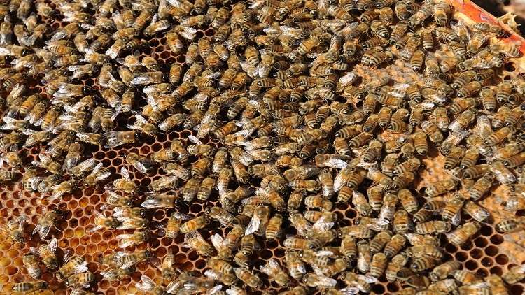 مبيدات قاتلة تخل بالتوازن البيئي وتعرض وجود النحل للخطر