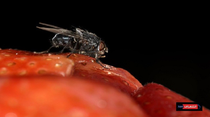 ذباب الفاكهة يكشف أسباب عدم قدرة الإنسان على التذكر بعد حالة السكر