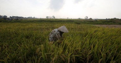 مزارع يحصد الأرز في حقل في فيتنام. صورة من أرشيف رويترز