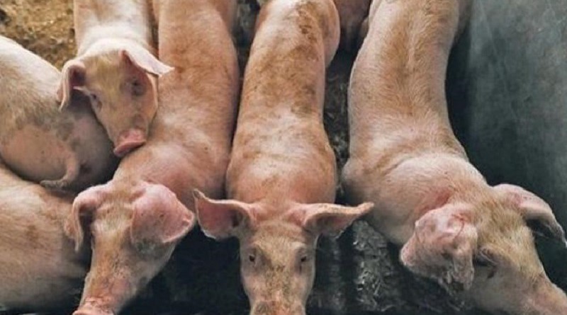 الصين تؤكد ظهور بؤرة جديدة لحمى الخنازير الأفريقية