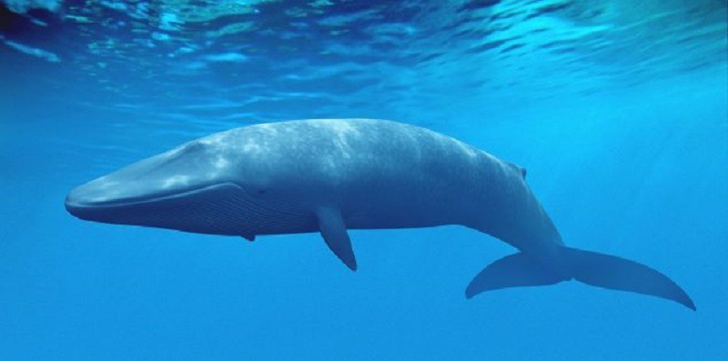 باحثون: الحوت الأزرق يعتمد على ذاكرته في البحث عن طعامه