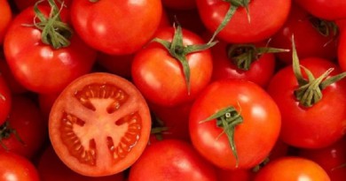 تناول الطماطم يساعد في خفض خطر الإصابة بالسرطان