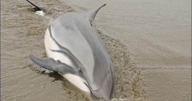 "مرض يصيب البشر" يدفع الدلافين إلى "الموت على الشاطئ"