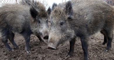 في بابوا غينيا الجديدة الخنازير تؤدّي دورًا رئيسيًا ثقافيًا واقتصاديًا