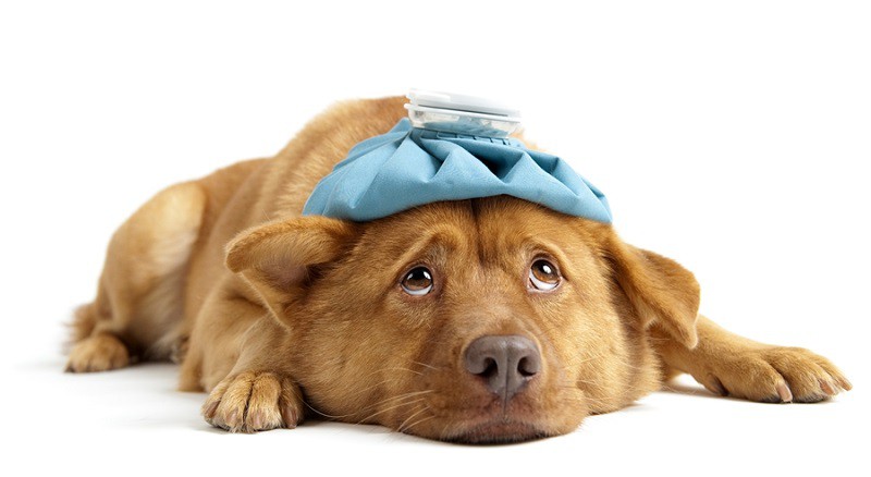 علماء يحذرون من "إنفلونزا الكلاب" القاتلة