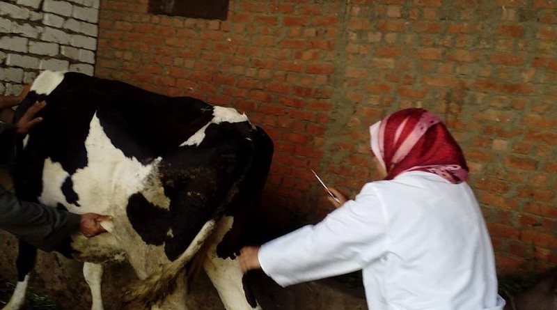 وزير الزراعة: تحصين أكثر من 400 ألف رأس ماشية ضد الجلد العقدي
