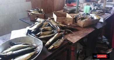 وزارة الصحة : إعدام 12 طن أسماك مملحة ومدخنة فاسدة