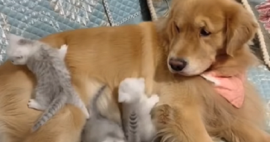 كلب يصادق قططا حديثة الولادة (فيديو)