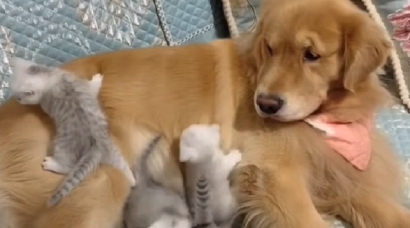 كلب يصادق قططا حديثة الولادة (فيديو)