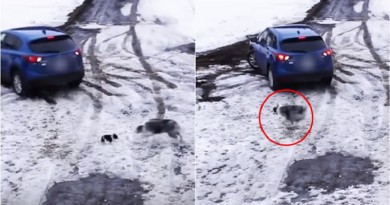 كلب ينقذ صديقه من الموت (فيديو)
