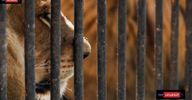 ماذا جرى في نمور وأسود حديقة حيوان الجيزة؟