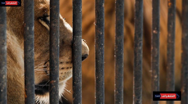 ماذا جرى في نمور وأسود حديقة حيوان الجيزة؟