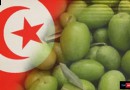 الإرث الوطني لشجرة الزيتون التونسية
