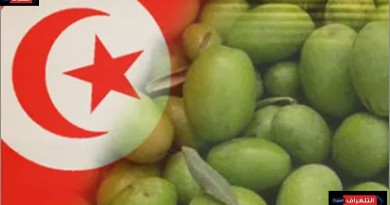 الإرث الوطني لشجرة الزيتون التونسية
