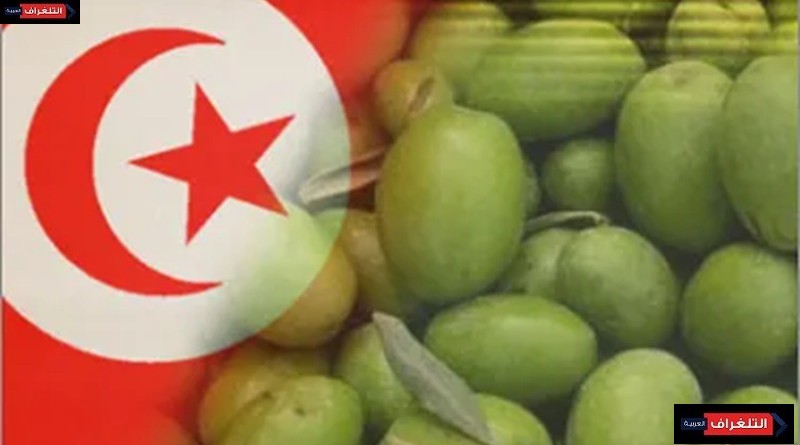 الإرث الوطني لشجرة الزيتون التونسية